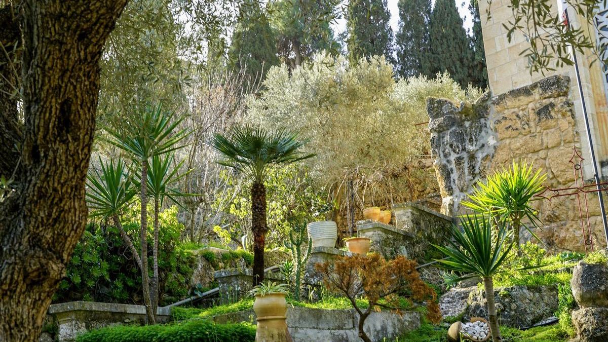 גינה ים-תיכונית מתוכננת עם שביל אבן ועצי זית — תכנון גינה
