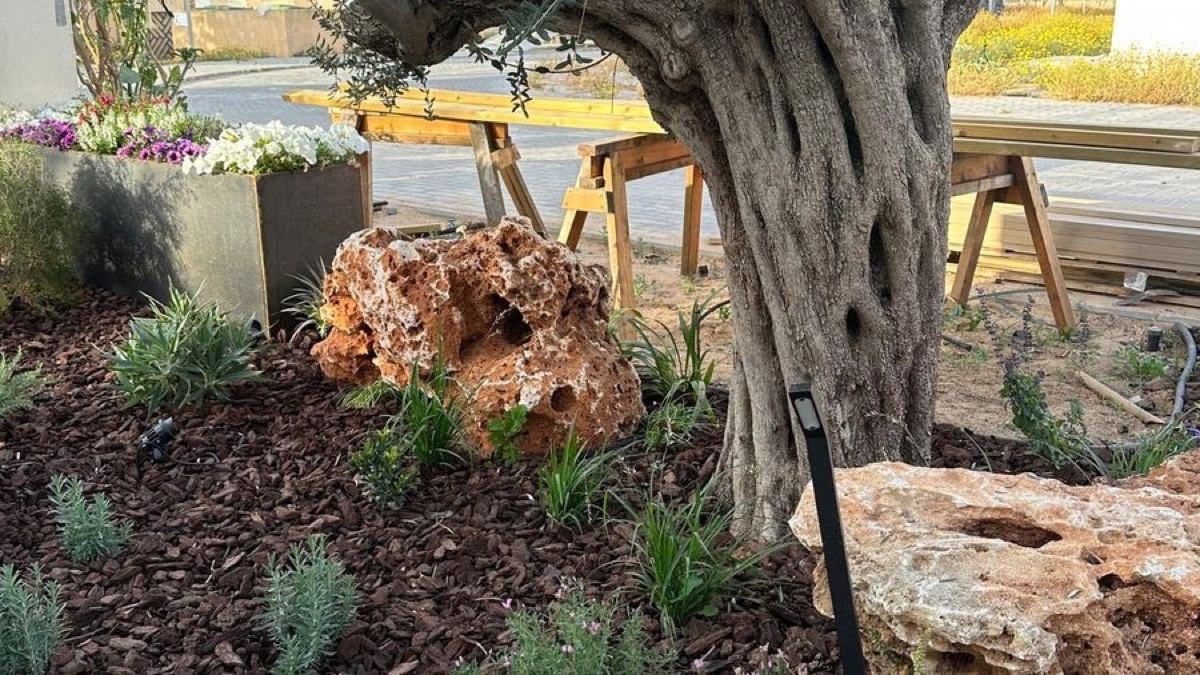 עץ זית בוגר ומטופח מוקף סלעים וצמחייה — עבודה של גנן מקצועי