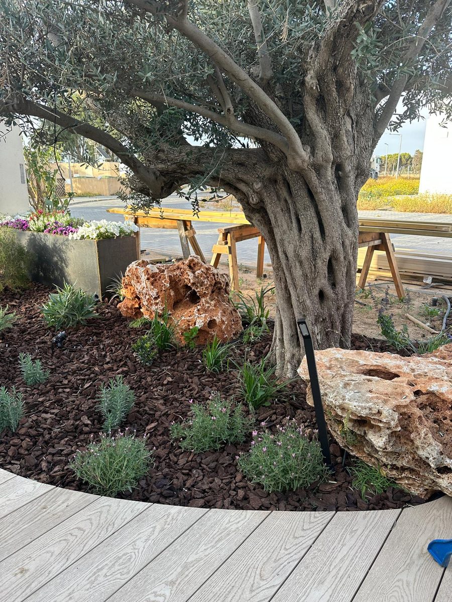 עץ זית בוגר מוקף סלעים טבעיים וצמחייה בגינה מעוצבת